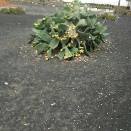 Casa Antonia Reyes, A La Sombra De Famara شقة Munique