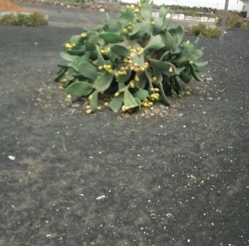 Casa Antonia Reyes, A La Sombra De Famara شقة Munique